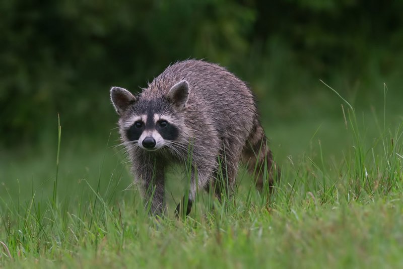 Пушистый енот