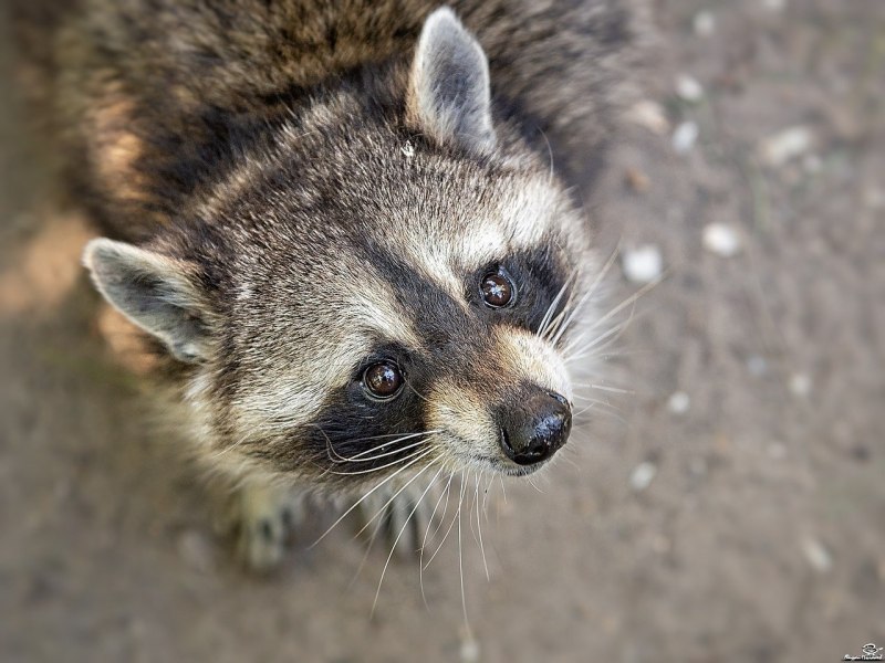Енот Ракоед АГУАРА