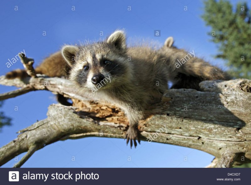 Енот гваделупский енот