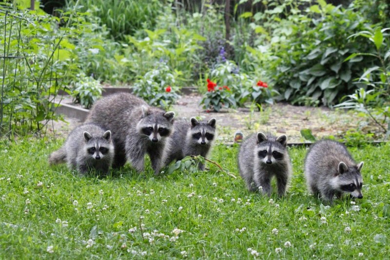 Млекопитающие енот