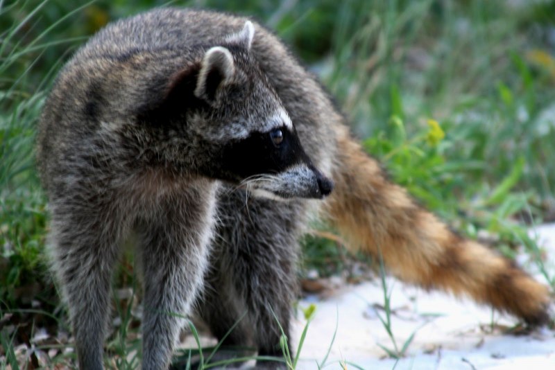 Енот крабоед