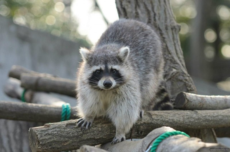 Багамский енот