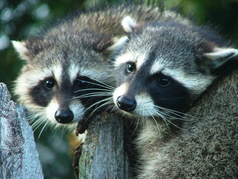 Енот полоскун в зоопарке