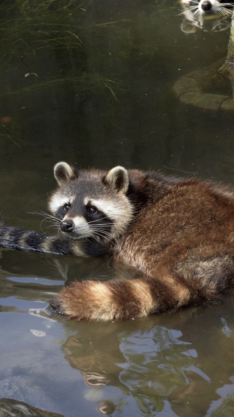 Енот полоскун семейство