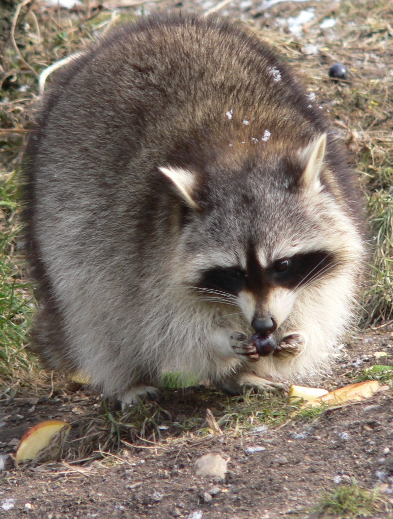 Гваделупский енот