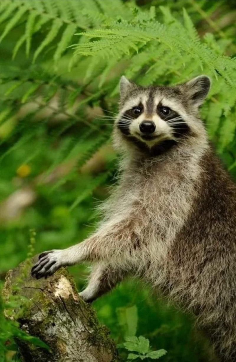 Енот полоскун Северная Америка