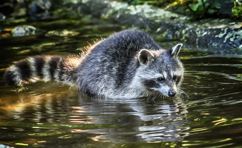 Багамский енот