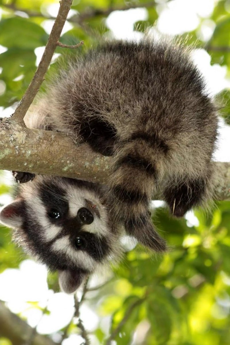 Енот полоскун в дикой природе