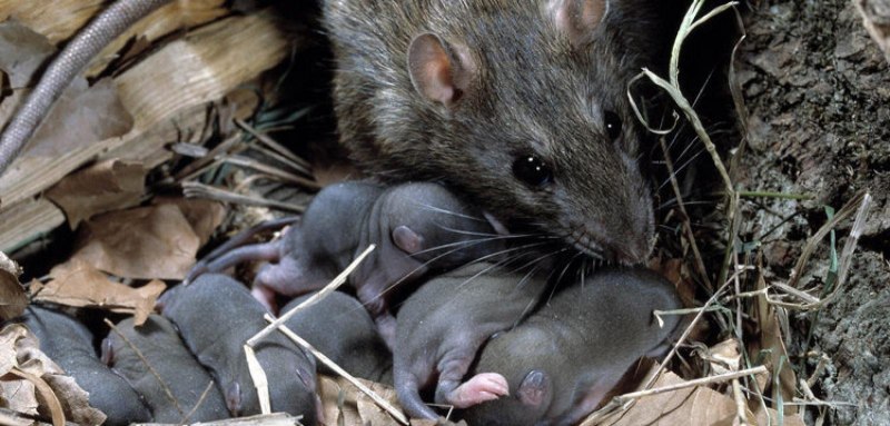 Крыса с крысятами