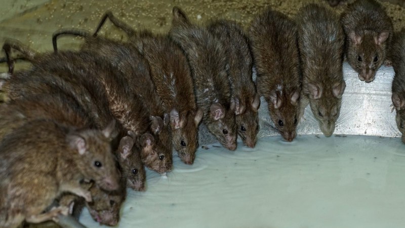 Серая крыса Пасюк