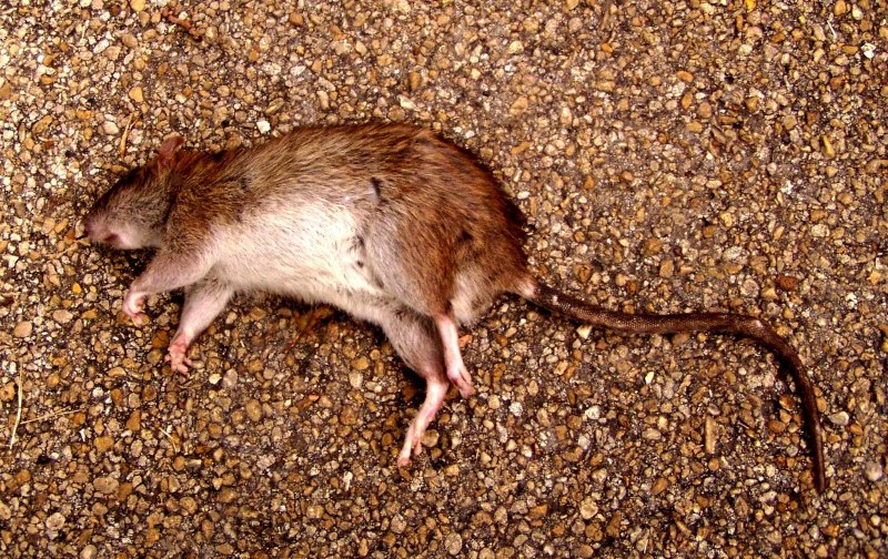 Капюшончатая крыса