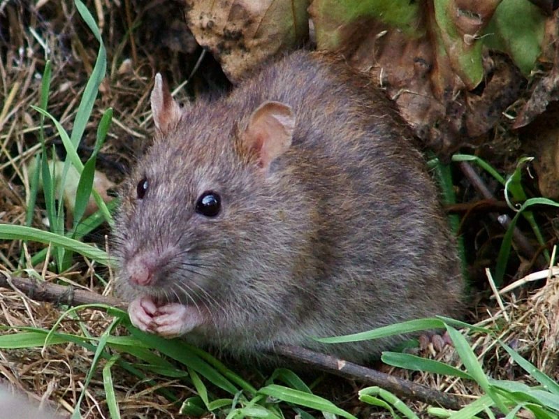 Бурая крыса