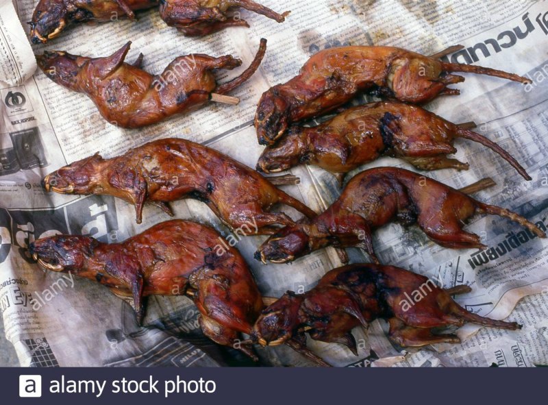 Гамбийская сумчатая крыса сапер