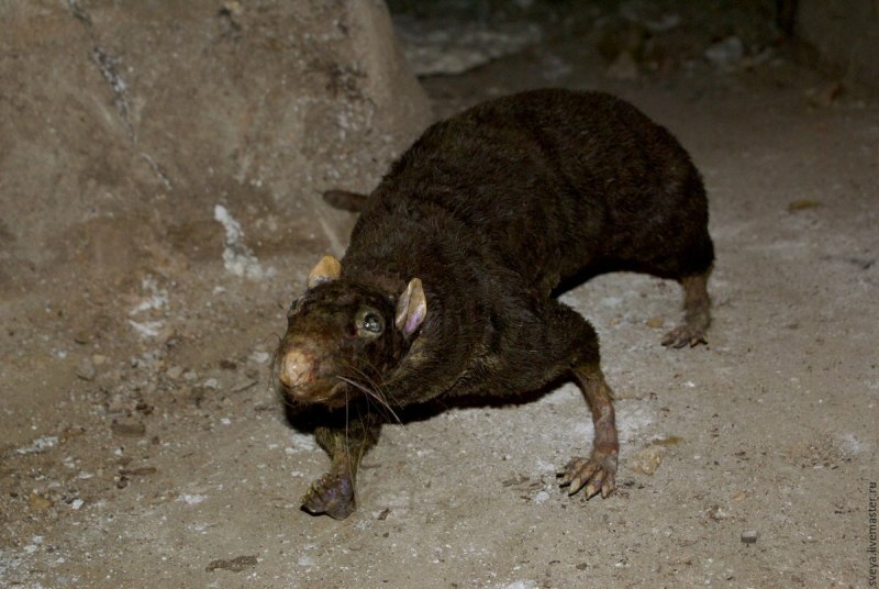 Крыса Дикая