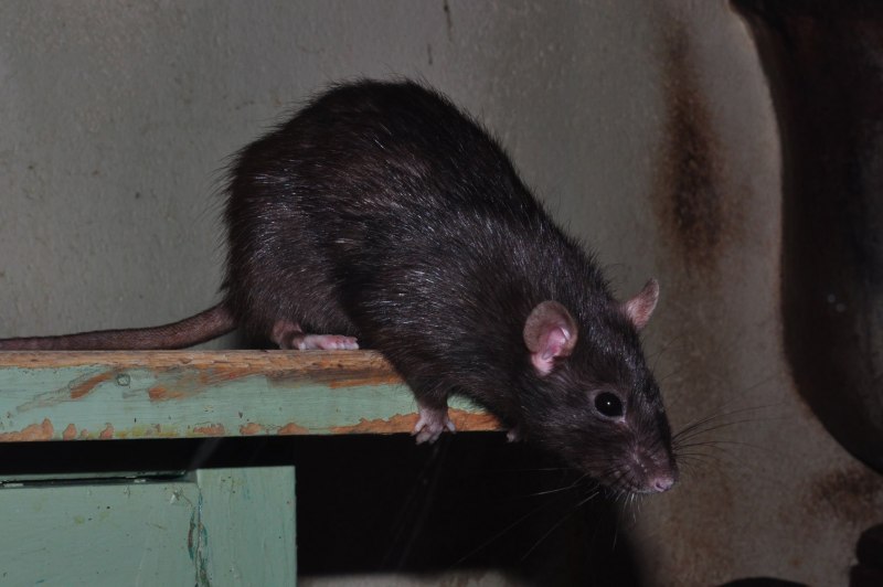 Черные домашние крыски