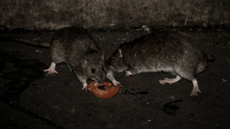 Пасюк полевой