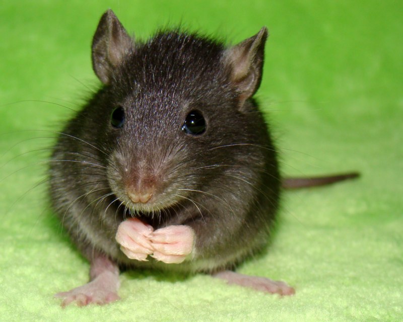 Туркестанская крыса