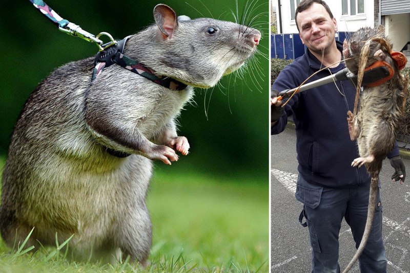 Амбарной крысы (пасюка)