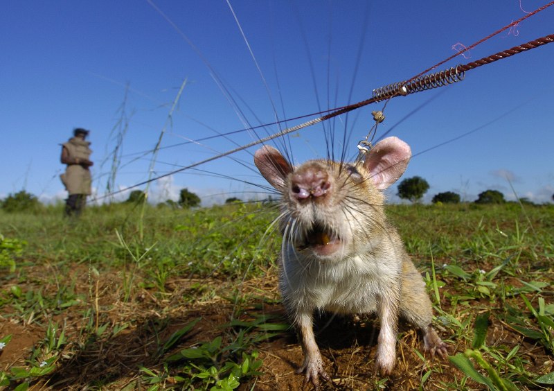 Гигантская Африканская сумчатая крыса