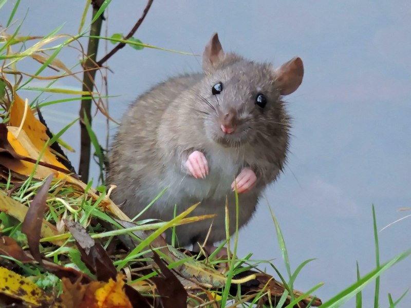 Крыса Лонгхайр