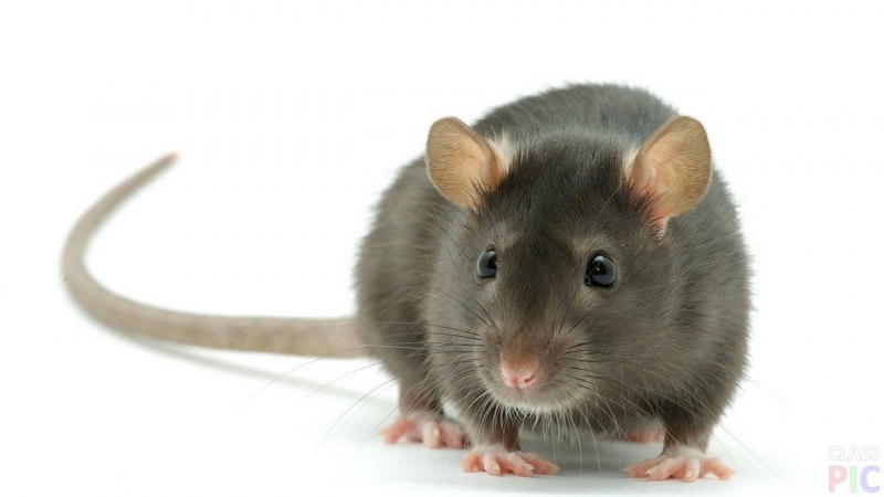 Блэк селф крысы