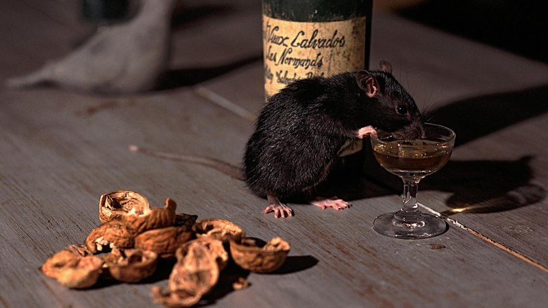 Гигантская Африканская крыса