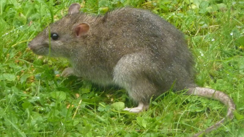 Крыса серая обыкновенная