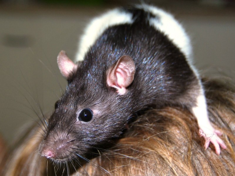 Гамбийская хомяковая (сумчатая) крыса