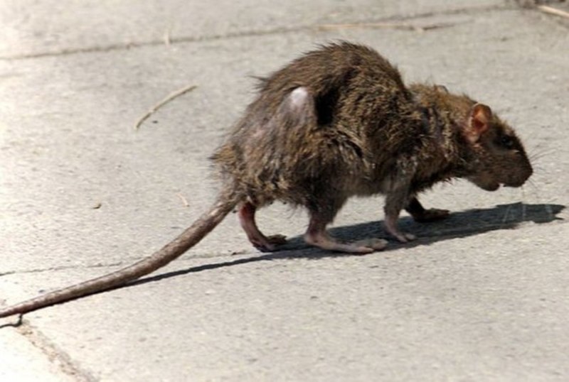 Гигантская Африканская сумчатая крыса