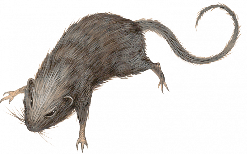 Много мышей