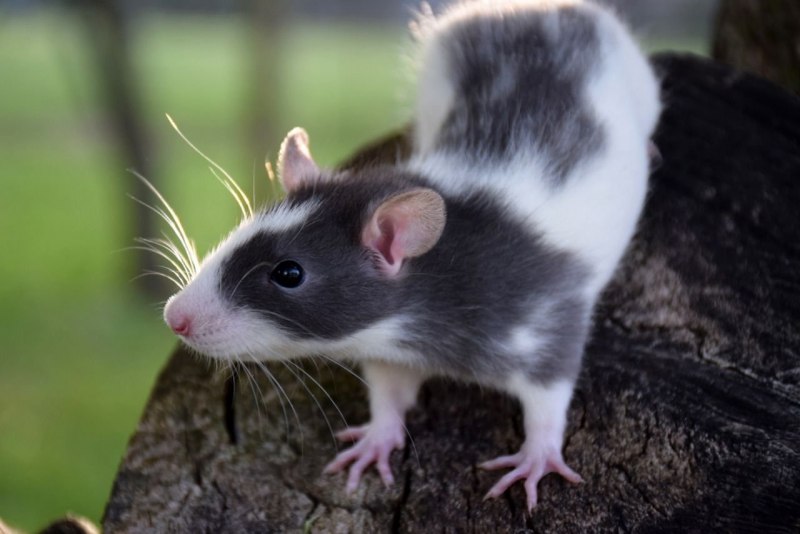 Большая крыса