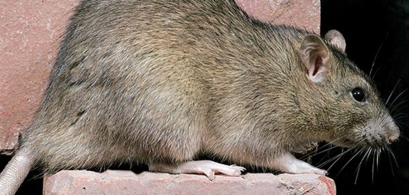 Крыса бежит