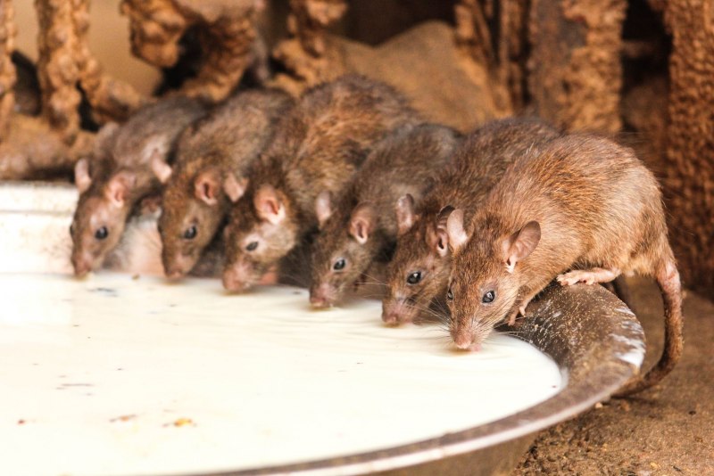 Декоративные крысы породы стандарт