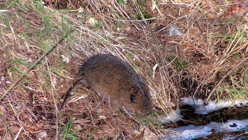 Толстоиглая крыса