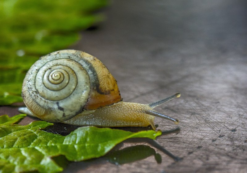 Голиковский улитка