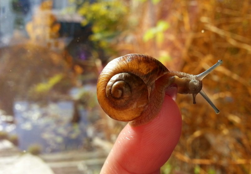 Моллюски улитки слизни
