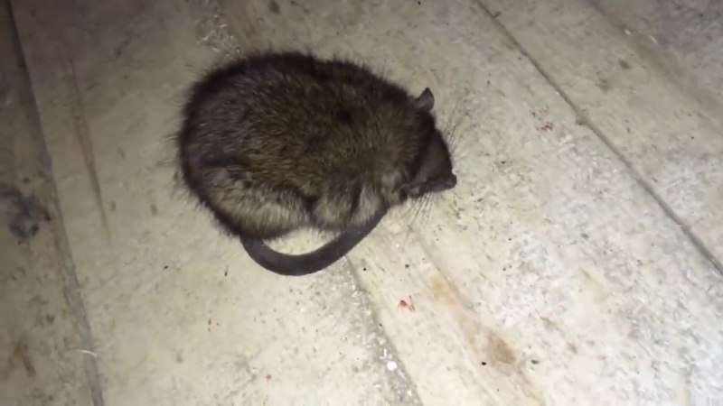 Туркестанская крыса