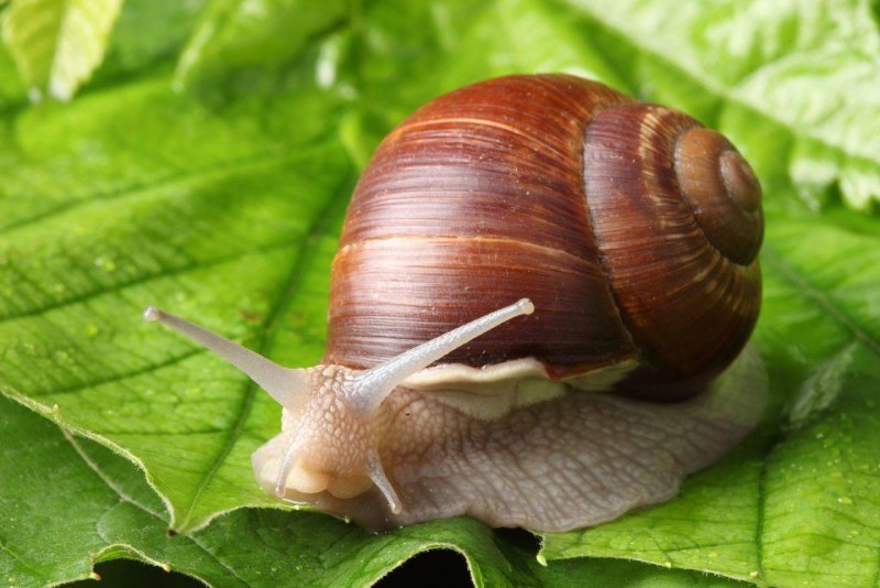 Павлик Равлик улитка