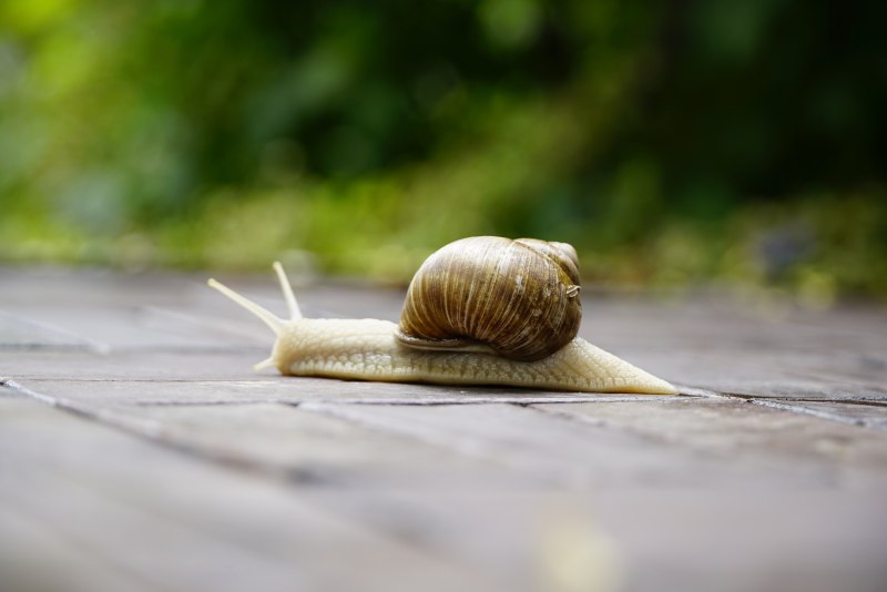 Улитка ползет
