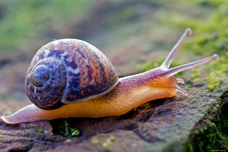 Необычные улитки