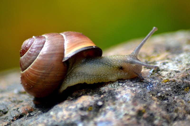 Раковина улитки