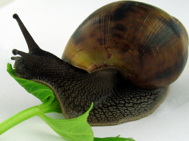 Африканская улитка ахатина