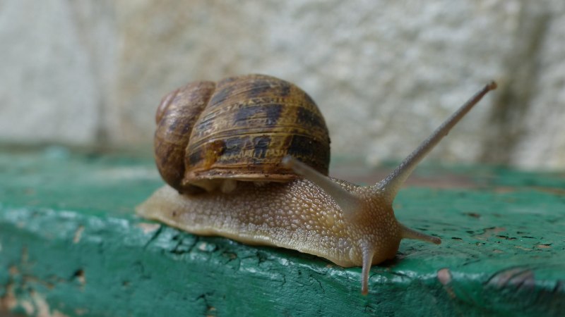 Садовая, улитка (Helix pomatia).