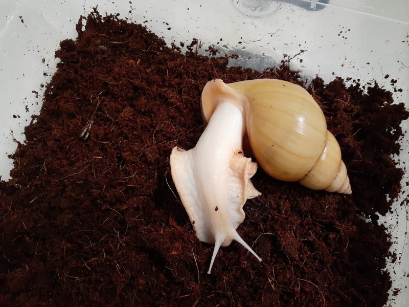 Улитки ахатины альбиносы