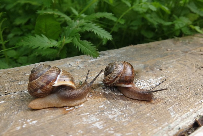 Рожки улитки