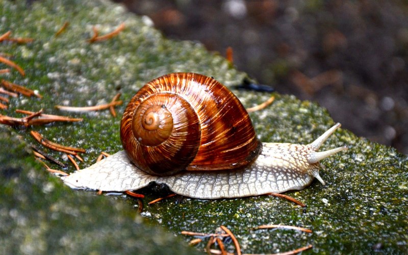 Дубравная улитка