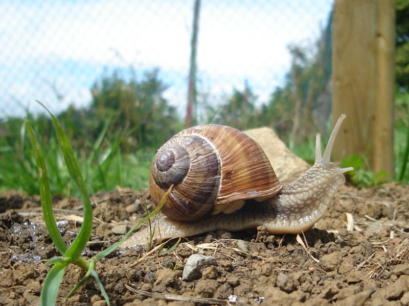 Уличные улитки