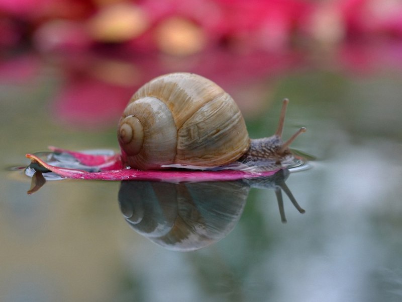 Улитка капустница