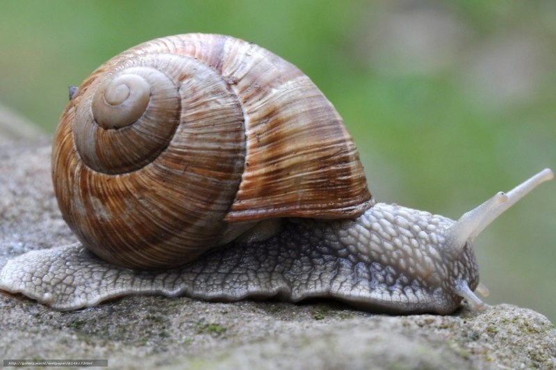 Малазийская трубчатая улитка
