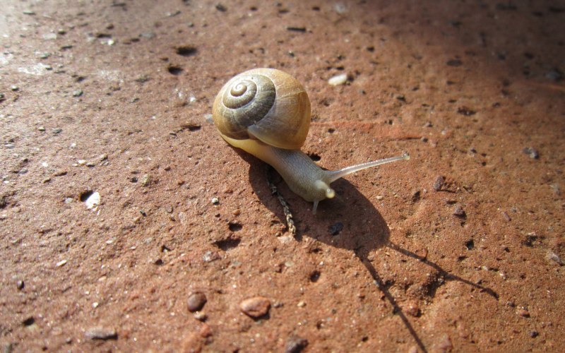 Улитка земная